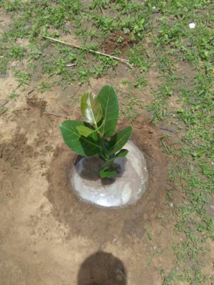 tree plantation at govt school11