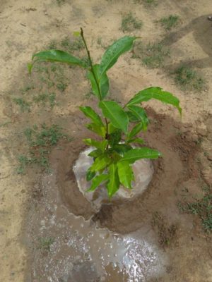 tree plantation at govt school13