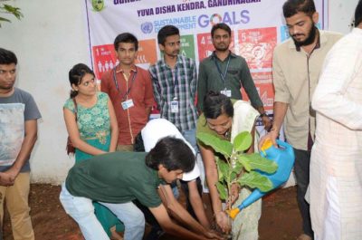 tree plantations at raj bhavan gujarat2