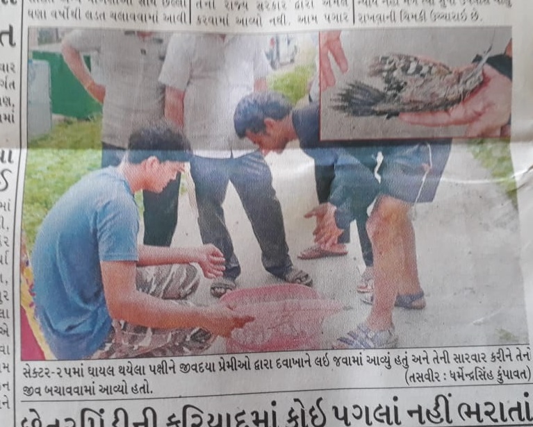 Bird Rescue, Gandhingar